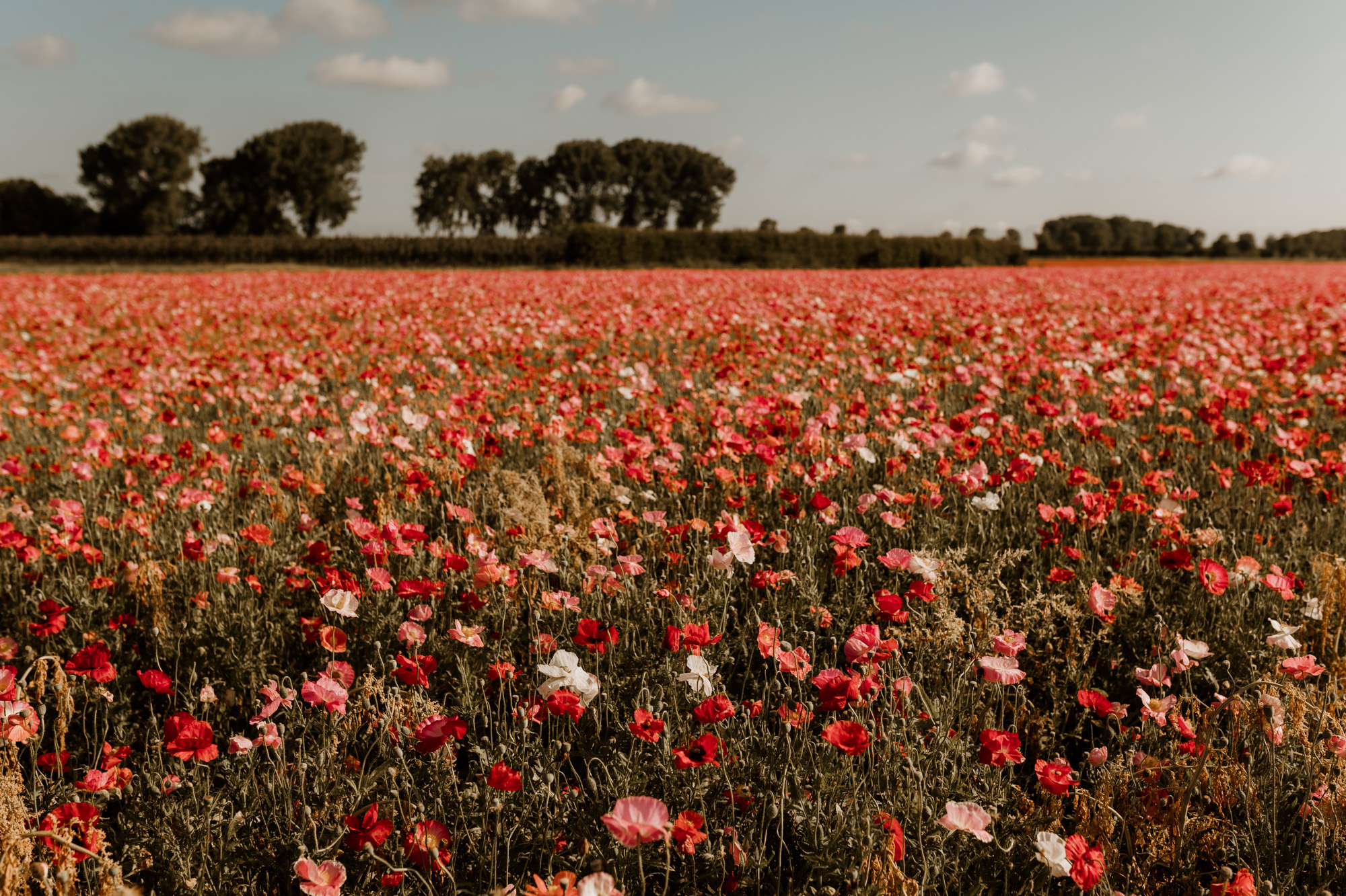 Ruben en Lindy vieren de liefde — trouwfoto 26