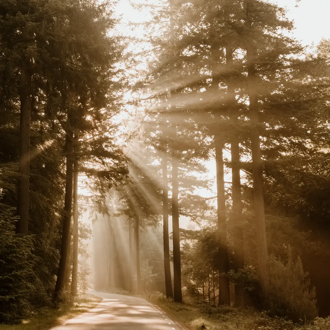 Zonlicht door de bomen — Marilyn is christelijk bruidsfotograaf