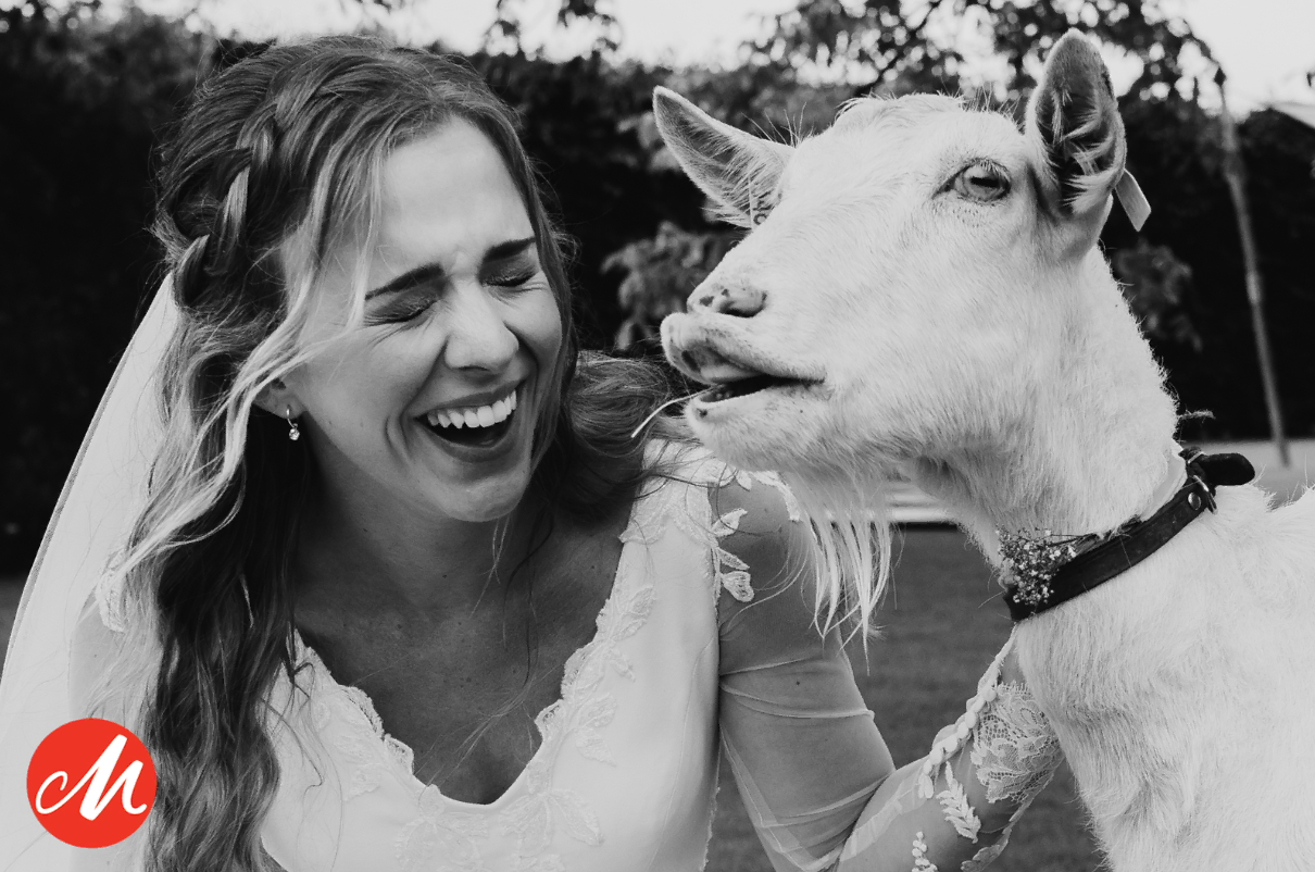 Bekroonde trouwfoto: lachende bruid met een geit — Masters of Wedding Photography Award